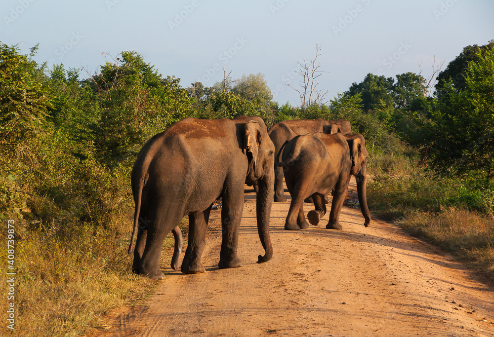 Obraz premium From the life of elephants, Sri Lanka