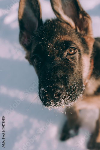 german shepherd dog