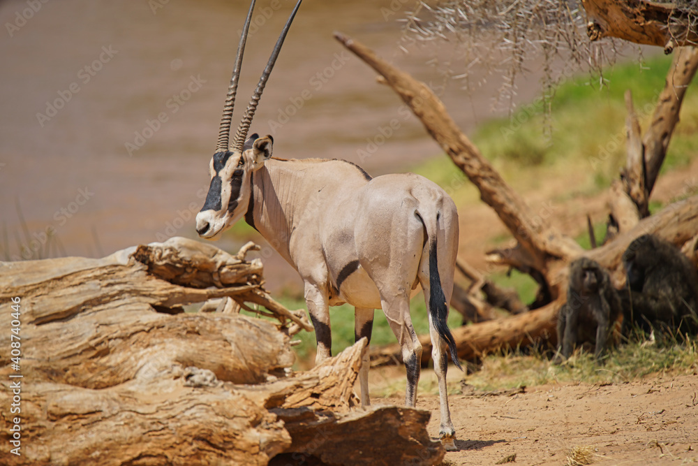 Ταπετσαρία The East African oryx (Oryx beisa) stands behind the trunk of a dead tree
