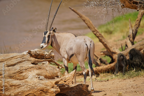 Photography The East African oryx (Oryx beisa) stands behind the trunk of a dead tree