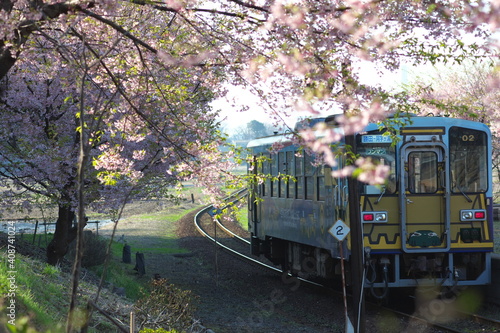 満開の桜と電車