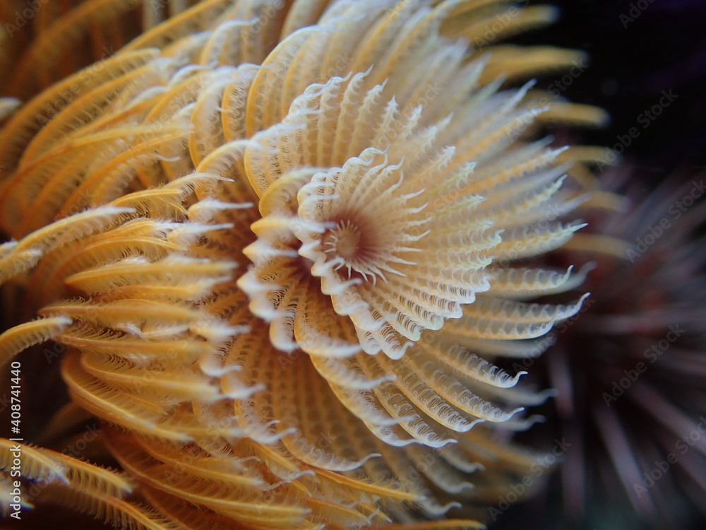 Orange feather duster worm. Orange feather duster worm.