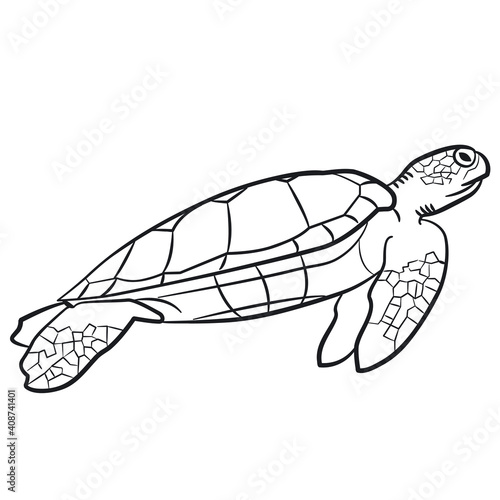 swimming turtle