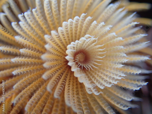Fototapeta Naklejka Na Ścianę i Meble -  Orange feather duster worm. 