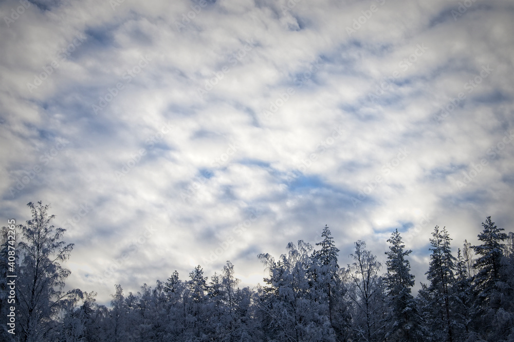 Cloudy winter sky with snow covered tree tops