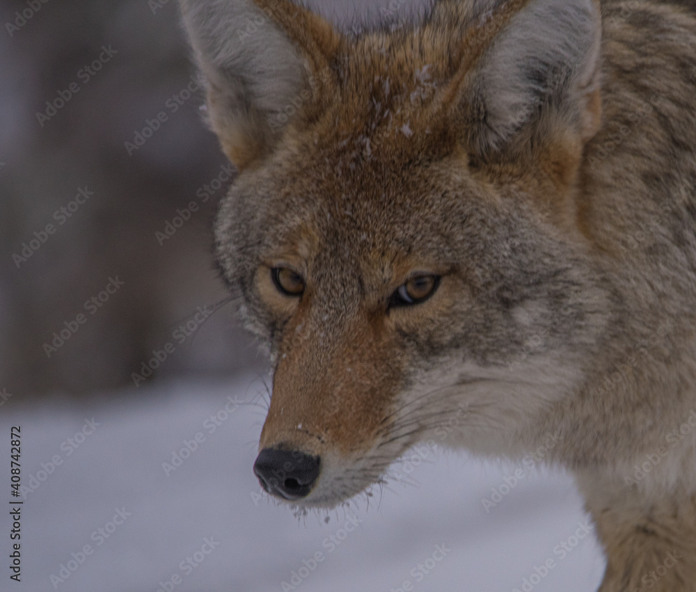 Naklejka premium Coyotes Look