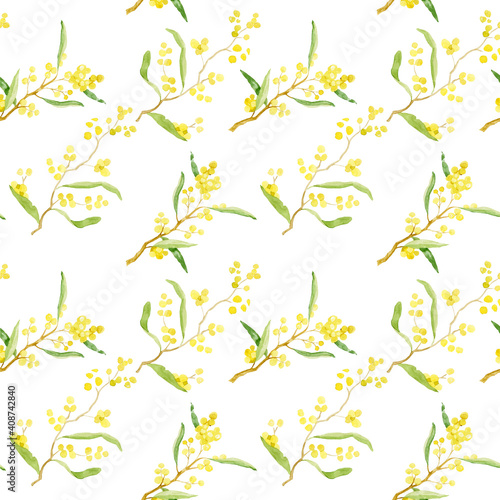 Golden Wattle Acacia pycnantha is Australia's national flower Seamless on white