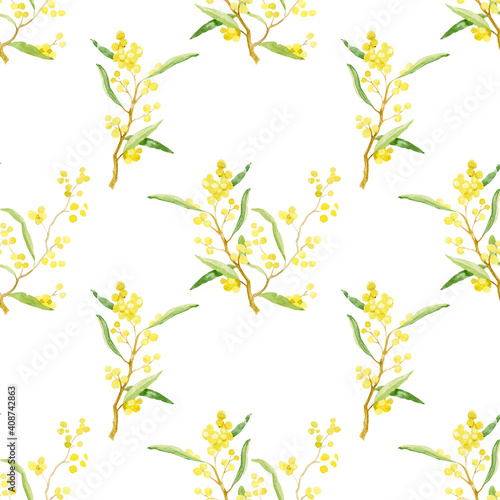 Golden Wattle Acacia pycnantha is Australia's national flower Seamless on white