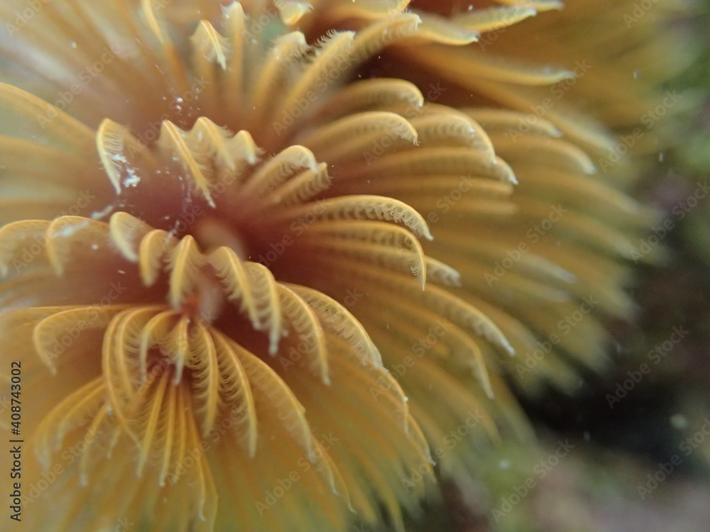 Orange feather duster worm. Orange feather duster worm.