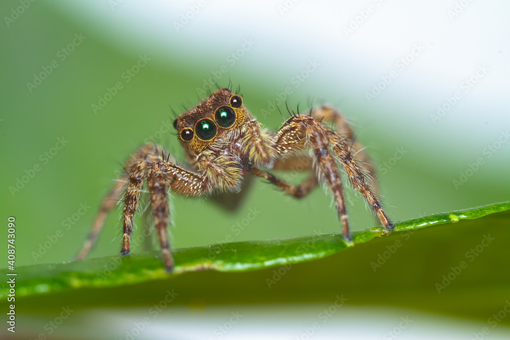 A brown colored jumping spider on a green leaf looking at you A brown colored jumping spider on a green leaf looking at you