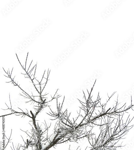 Thorny bush branches covered with frost and snow isolated on a white background.