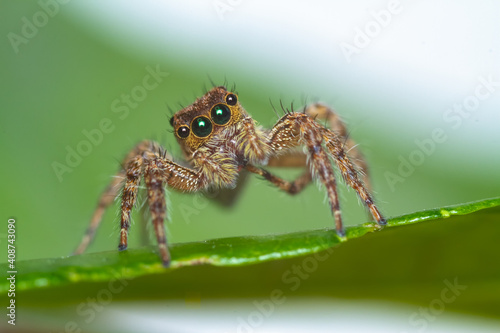 A brown colored jumping spider on a green leaf looking at you