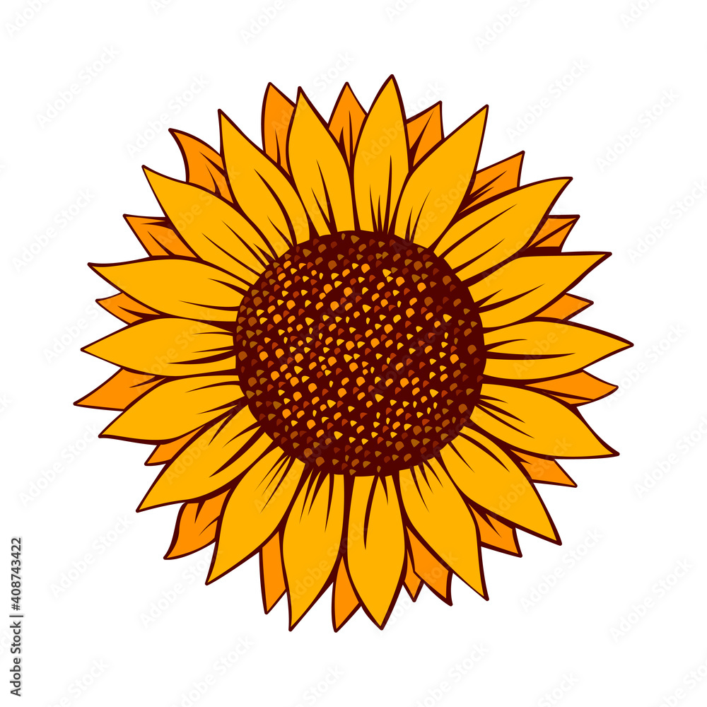 Fototapeta premium Sunflower vector illustration. Sunflower isolated. Botanical floral illustration. Yellow summer flower