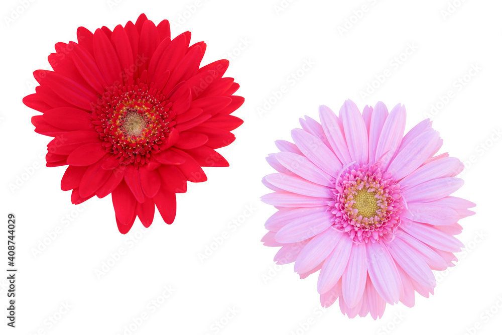 Red and Pink Gerbera Daisy as background picture.flower on clipping path.