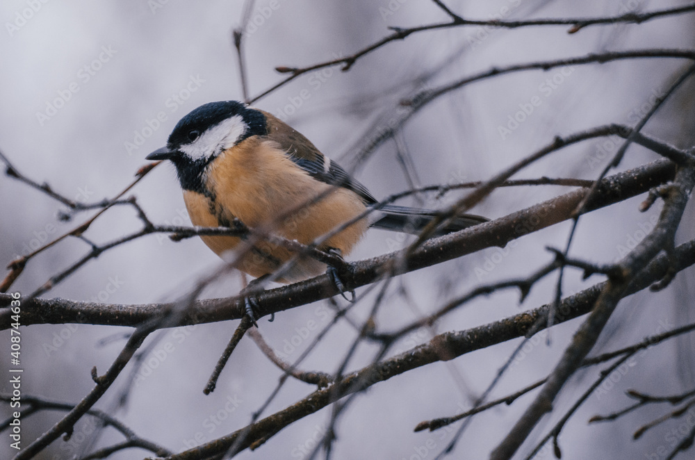 Great tit on birch branch during snowfall, close up, Parus major. Tit sits on a tree branch in the forest Great tit on birch branch during snowfall, close up, Parus major. Tit sits on a tree branch in the forest