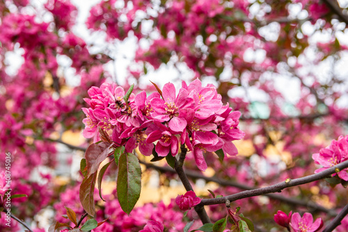 Ornamental pink apple tree blooming in spring, Meripuisto park, Helsinki, Finland
