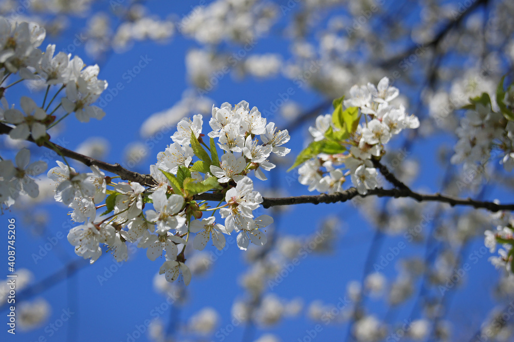 White blooming plum tree. Twigs packed with white flowers, exposed to bright spring sunshine. Bokeh and blue sky in background. White blooming plum tree. Twigs packed with white flowers, exposed to bright spring sunshine. Bokeh and blue sky in background.