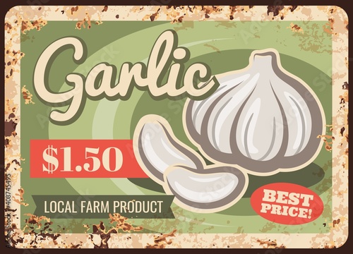 Organic farm garlic harvest rusty metal plate. Local farm product, natural food market or shop retro banner, price tag or signboard with hand drawn bulb and cloves of garlic and rust texture vector