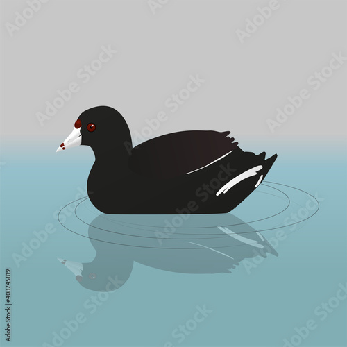 
An American coot or mud hen swimming in the water photo