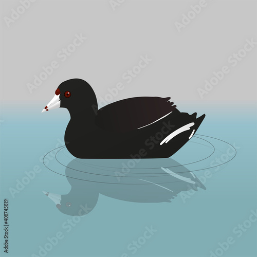 
An American coot or mud hen swimming in the water