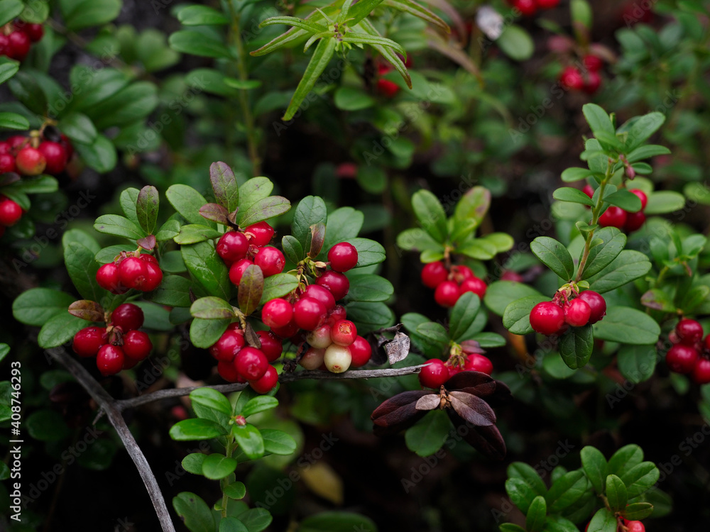 Obraz premium red berries on a bush
