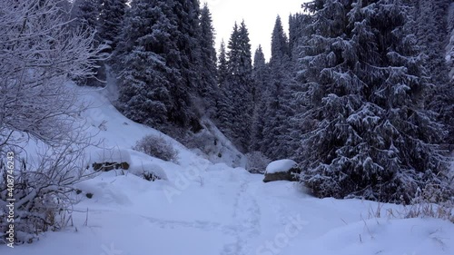 The mountain forest is completely covered with snow. The branches of trees and tall firs are all covered in snow. The steep slopes of the mountains, white snow. You can see path where people walked. photo