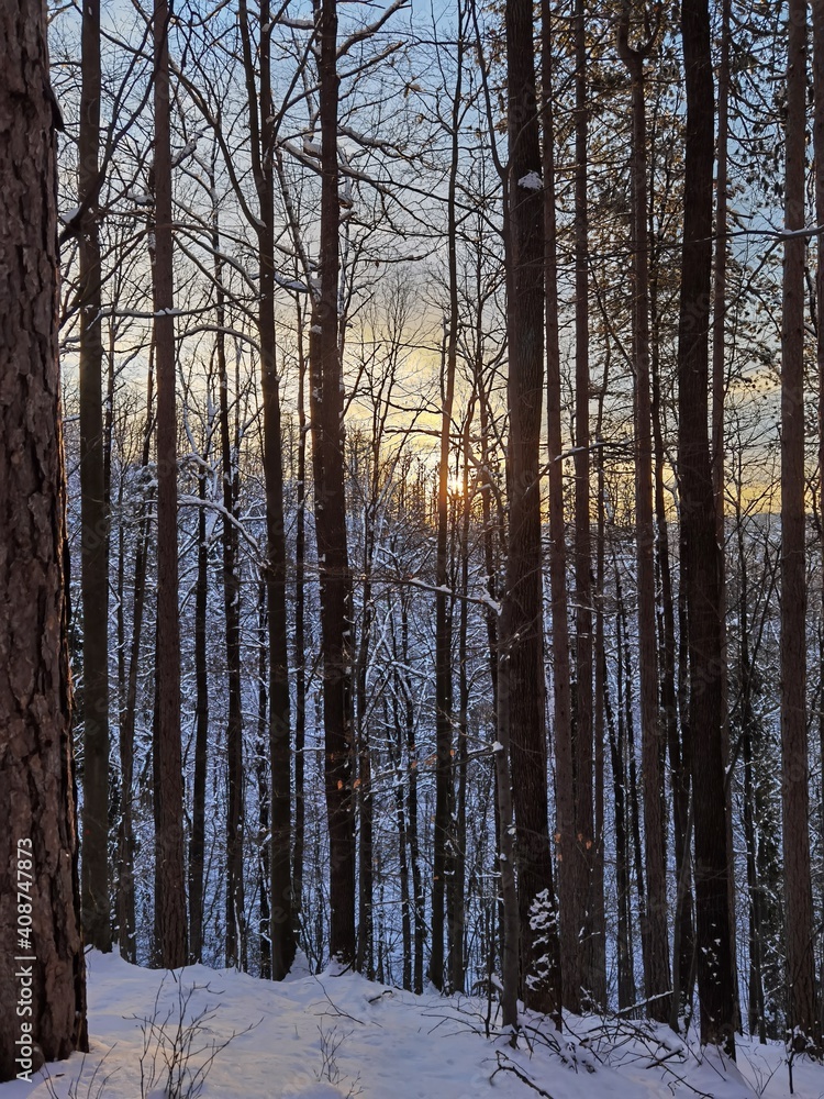 Fototapeta premium Sunset through forest