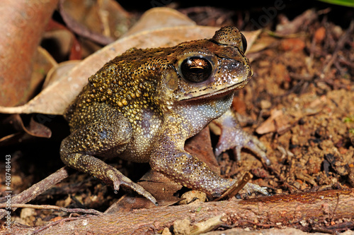 Schwarznarbenkröte // Asian black-spined toad (Bufo melanostictus / Duttaphrynus melanostictus) photo