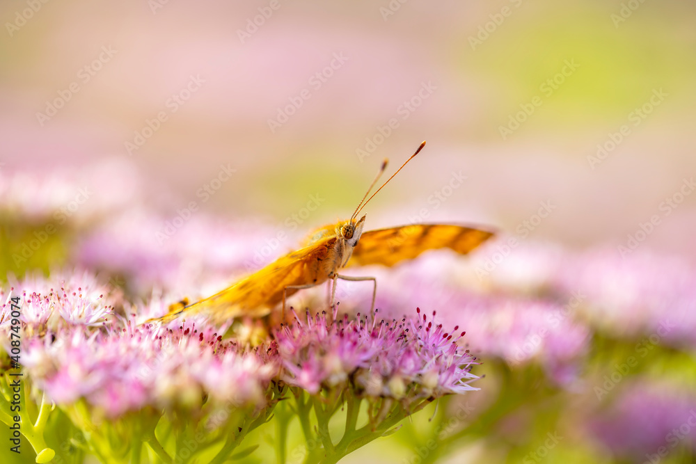 Polygonia c-aureum , A butterfly is gathering honey Polygonia c-aureum , A butterfly is gathering honey