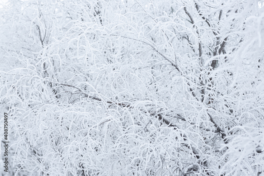 Snow and rime ice on the branches of bushes. Beautiful winter background with trees covered with hoarfrost. Plants in the park are covered with hoar frost. Cold snowy weather. Cool frosting texture. Snow and rime ice on the branches of bushes. Beautiful winter background with trees covered with hoarfrost. Plants in the park are covered with hoar frost. Cold snowy weather. Cool frosting texture.