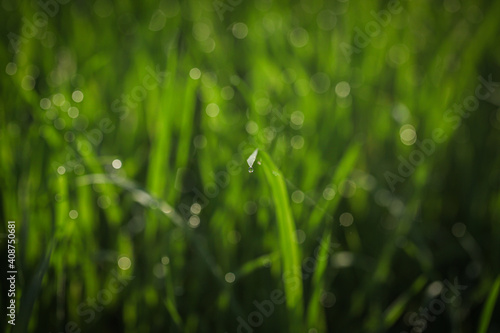 closeup of grass and dew