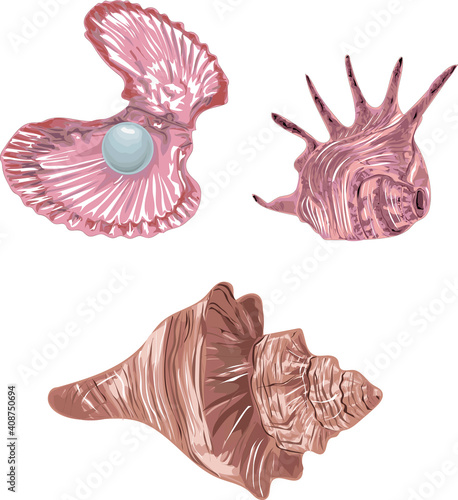 Realistic vector shells - high detailed vector isolated on white