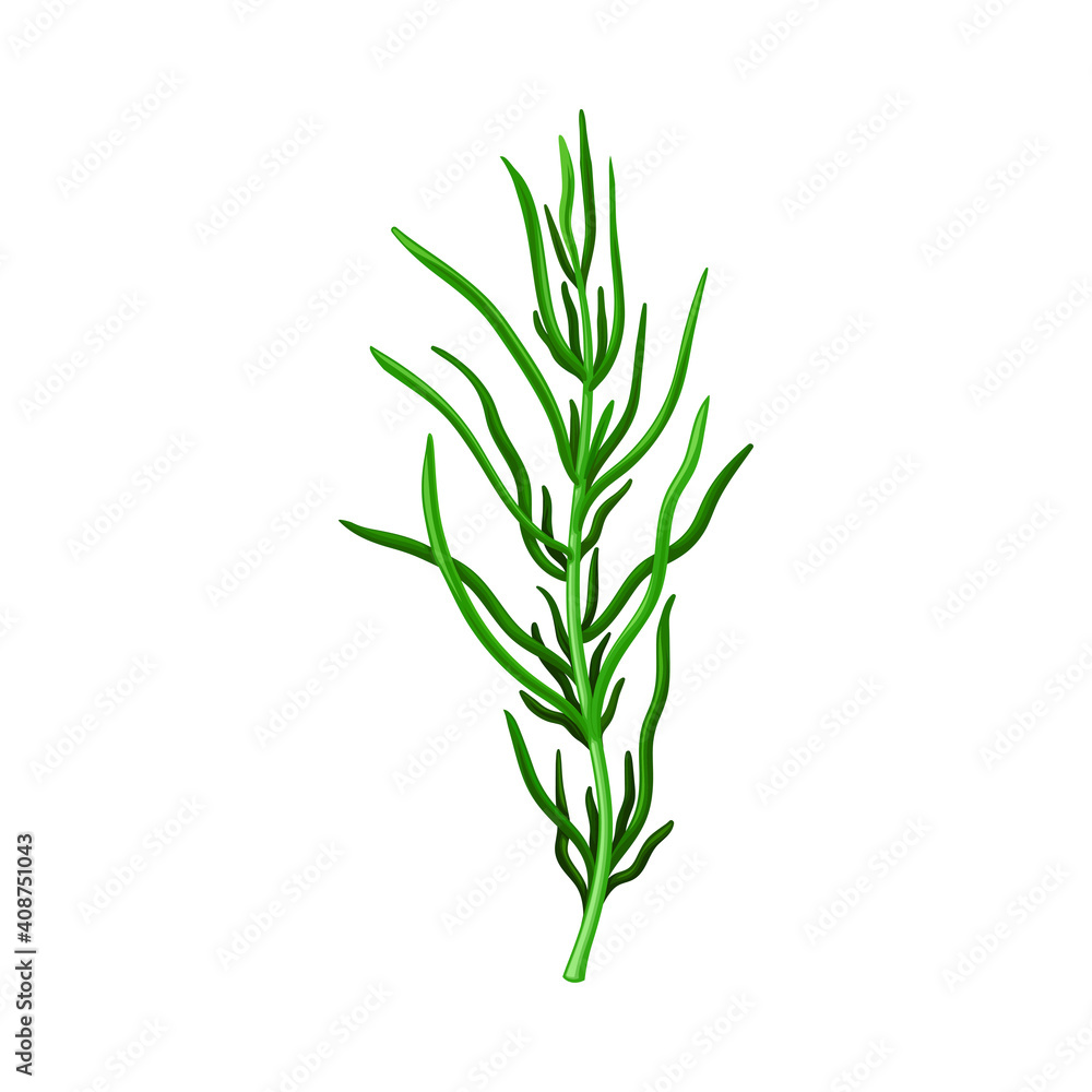 Dark Green Hijiki Seaweed or Sargassum as Sea Vegetable Vector Illustration