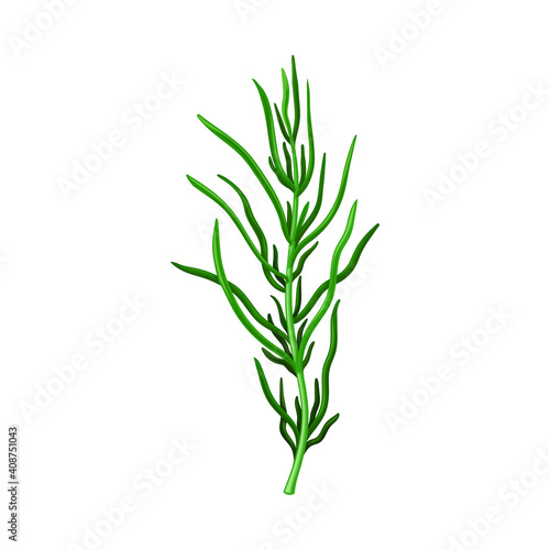 Dark Green Hijiki Seaweed or Sargassum as Sea Vegetable Vector Illustration