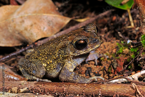 Asian black-spined toad // Schwarznarbenkröte (Bufo melanostictus / Duttaphrynus melanostictus) - Sri Lanka photo