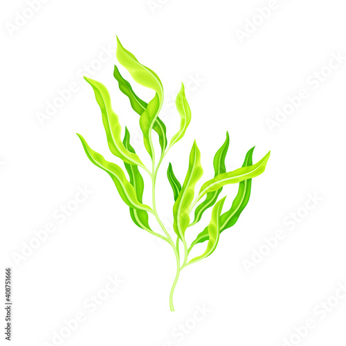 Green Hijiki Seaweed or Sargassum as Asian Sea Vegetable Vector Illustration