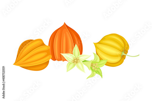 Indian Ginseng or Physalis Papery Husk or Calyx Enclosing Small Orange Fruit and Bell-shaped Flowers Vector Illustration