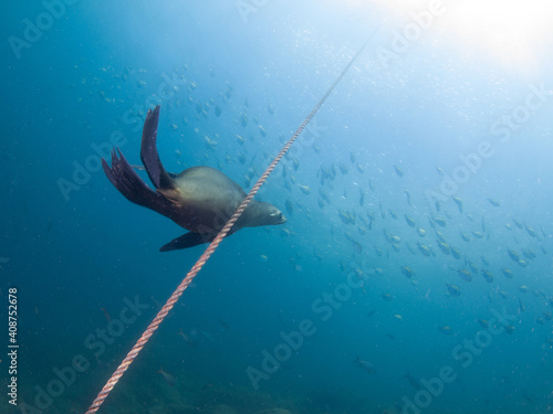 California sea lion playing with an anchor rope (La Paz, Baja California Sur, Mexico) photo