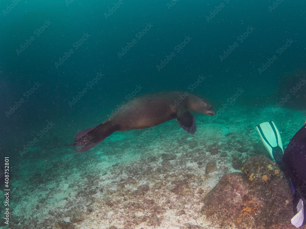 California sea lion playing with diver's fin (La Paz, Baja California Sur, Mexico)