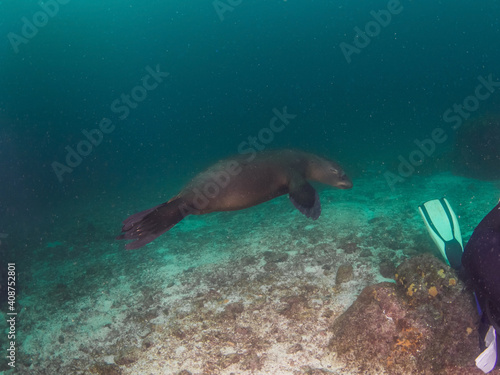 California sea lion playing with diver's fin (La Paz, Baja California Sur, Mexico)