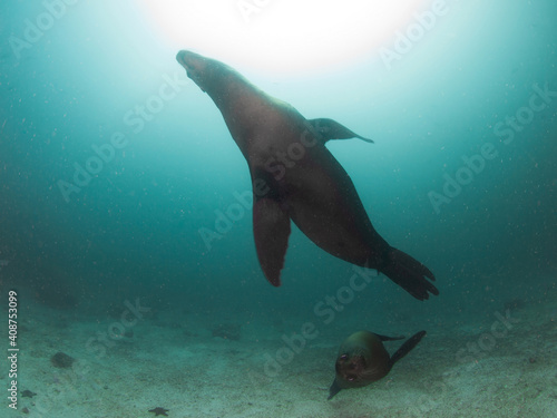 California sea lions swimming  La Paz  Baja California Sur  Mexico 