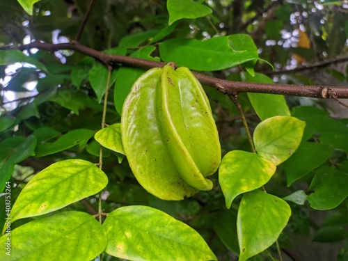 green sweet star fruit