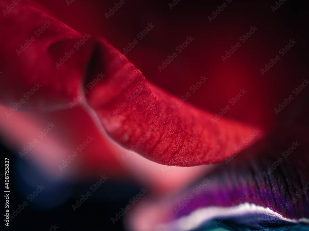 Close up of a red flower petal Close up of a red flower petal