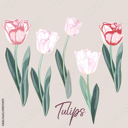 Collection of vector hand drawn tulips in watercolor style
