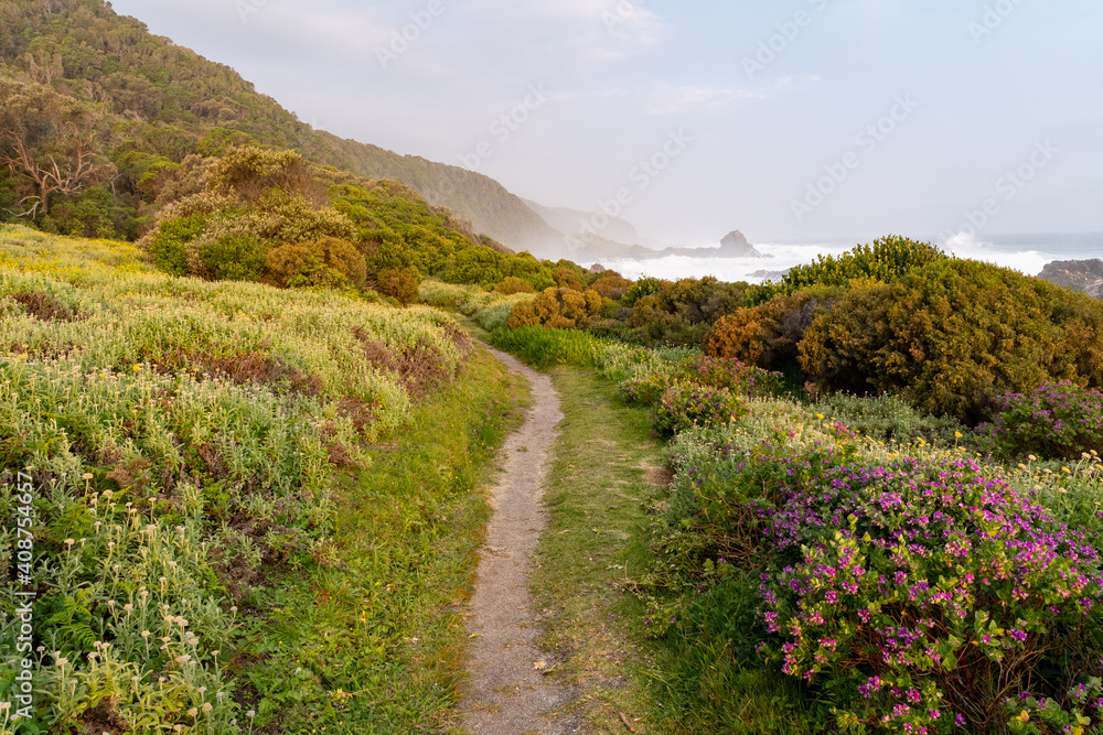 Hiking trail through flowering fynbos in the Tsitsikamma National Park, South Africa. Hiking trail through flowering fynbos in the Tsitsikamma National Park, South Africa.