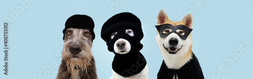 Obraz na płótnie Banner three funny pets dog robbers and hero wearing balaclava ski mask