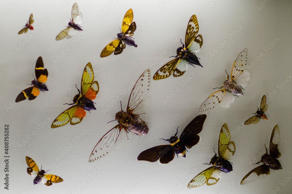 Fototapeta premium Collection