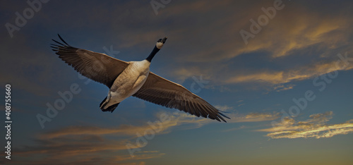 Goose in Flight