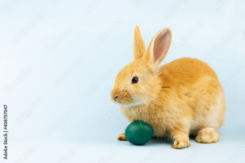 little redhead easter fluffy cute rabbit sitting on a pastel blue background with a painted egg, close-up. Concept for spring religious holiday with copy space