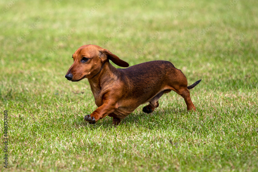 Mini smooth Dachshund